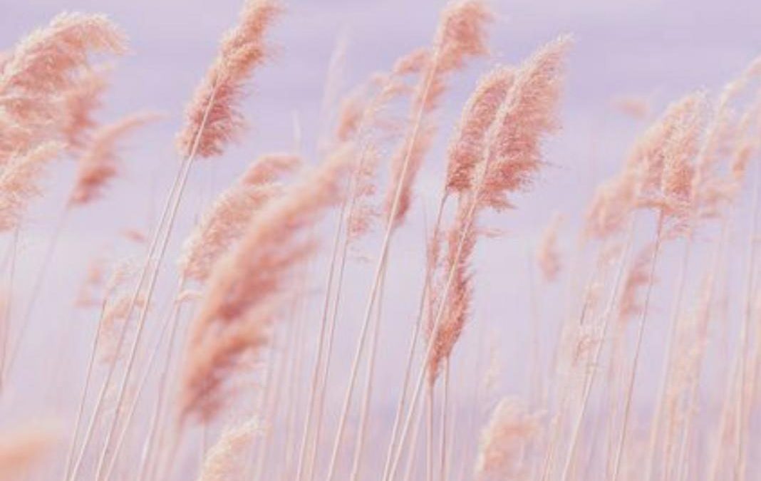 I 7 Passi del Perdono 